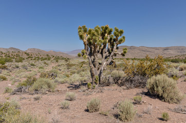 Joshua tree (Yucca brevifolia) on the desert plateau near Caliente (Lincoln county, Nevada, USA)