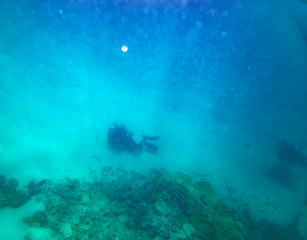 sea fish near coral, underwater