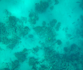 sea fish near coral, underwater