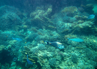sea fish near coral, underwater