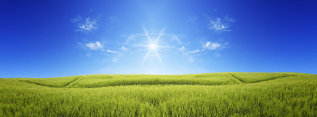   Sun over the green meadow. Panoramic image of a meadow under a blue sky
