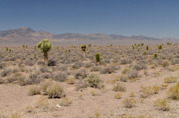 desert in Tikaboo Valley  between Rachel and Crystal Springs (Lincoln County, Nevada)
