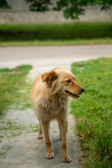 Naklejka premium Brown dogs, on the street and in the backyard