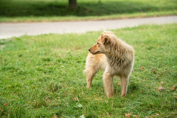 Obraz na płótnie Canvas Brown dogs, on the street and in the backyard