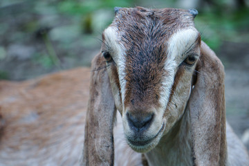 Fototapeta premium Young Goat, Close up