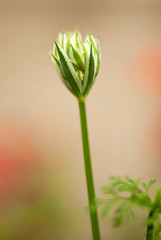 Allium Bud Cluster