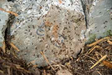 black ants on wood and on stone