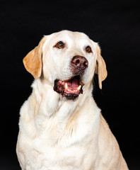 labrador dog in a studio with black background