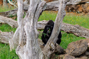 gorilla family playing and interacting with each other