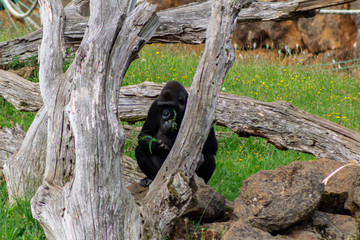 gorilla family playing and interacting with each other