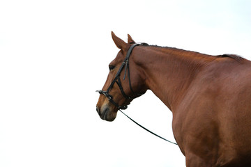Portrait of a chestnut horse in a bridle agianst natural light grey sky background. 