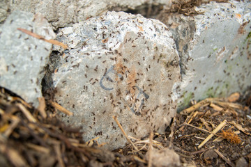 black ants on wood and on stone