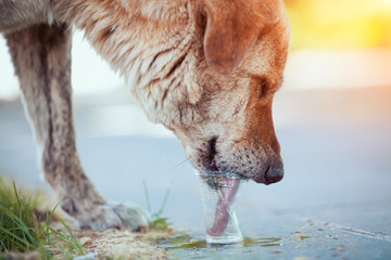 tired and thirsty stray dog drinking water