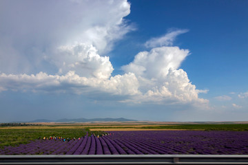 Lavender fields with multicolored pickers under a picturesque sky. A view from the road. Trakia Motorway, Bulgaria