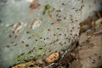 black ants on wood and on stone