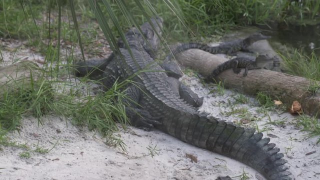 Medium low-angle still shot of a black mother crocodile resisting with its babies close to a water pond, India