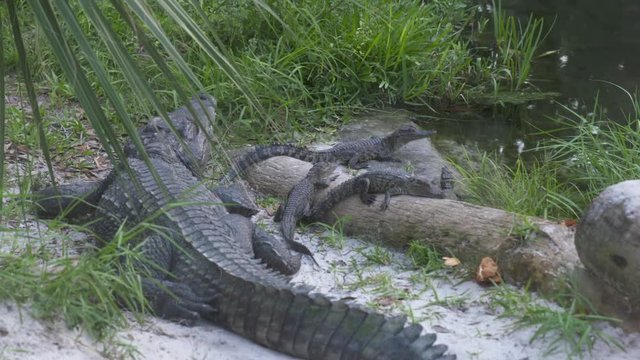 Medium  low-angle still shot of baby crocodiles staying closer in a swampy water with their heads above pond water, India
