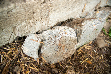 Fototapeta premium black ants on wood and on stone