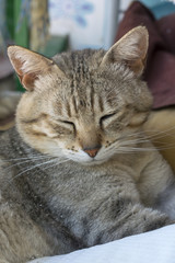Portrait of a cute cat sleeping 