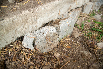 black ants on wood and on stone