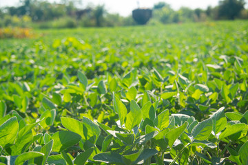 Soybeans on a sunny day