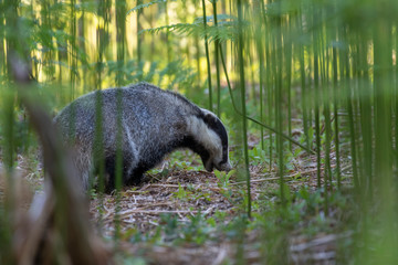 badger, meles meles, walking and browsing amongst a forest floor of bracken during June in Scotland.