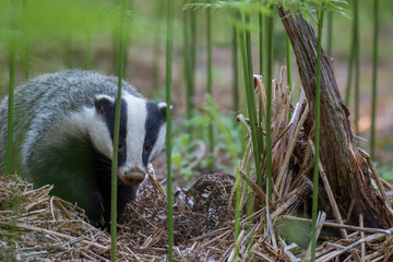 badger, meles meles, walking and browsing amongst a forest floor of bracken during June in Scotland. - 275345310