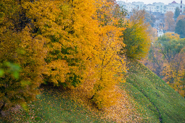 Colorful autumn forest in fall from the Ozark Mountain wilderness of Arkansas. The trees come alive...