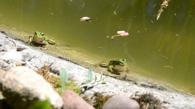 Lake or Pool Frog (Pelophylax lessonae), Marsh frog (Pelophylax ridibundus), edible frog (Pelophylax esculentus) on the edge of the pond. Green frog resting on the shore  of the pond