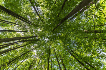 wide angle view in forest