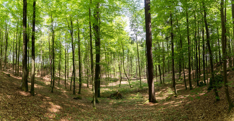 Fototapeta premium Beautiful beech forest in Germany