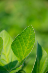 Fototapeta premium Soybeans on a sunny day