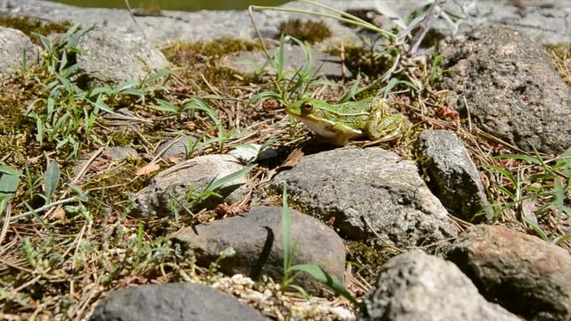 Pool Frog (Pelophylax lessonae), Marsh frog (Pelophylax ridibundus), edible frog (Pelophylax esculentus) jumping in the grass
