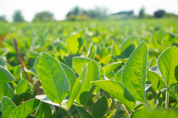 Obraz premium Soybeans on a sunny day