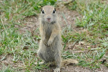 European ground squirrel - Spermophilus citellus