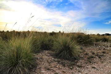 Countryside landscape with autochthon bushes and plants