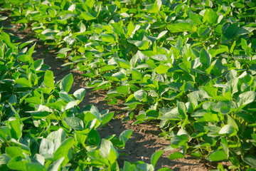 Soybeans on a sunny day