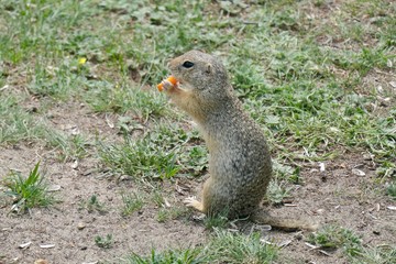 Naklejka na ściany i meble Little European ground squirrel eats carrots - Spermophilus citellus