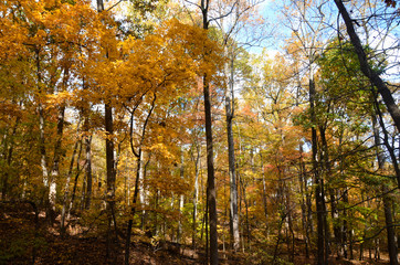 Park in autumn Virginia America