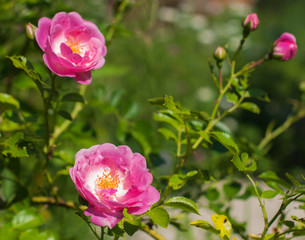 Fototapeta premium A dogrose bush with tender flowers blooming and smells sweet in the summer day