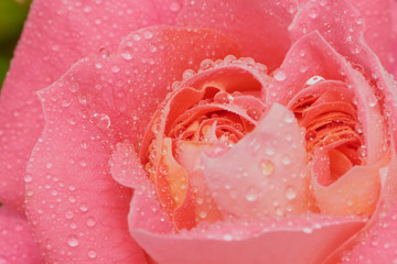 macro of pink rose with the name: Eden rose, with water drops