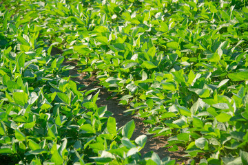 Soybeans on a sunny day