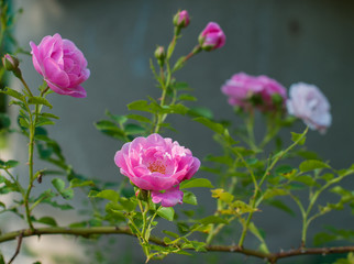 A dogrose bush with tender flowers blooming and smells sweet in the summer day