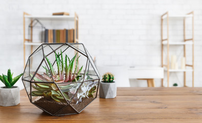 Fototapeta na wymiar Indoor plants in pots and florarium vase . House plants in interior concept.