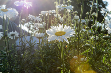 beautiful field with camomile at the sunset