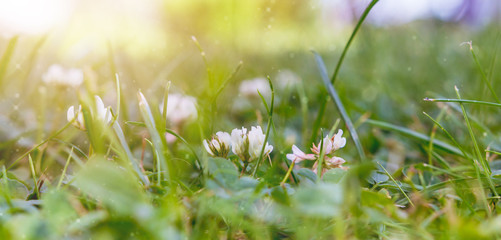 Abstract green grass nature landscape in summer sun with bokeh. Juicy green grass on meadow with drops dew in morning light in outdoors close up. Beautiful artistic image of purity freshness nature