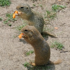 Two European ground squirrels eat carrots - Spermophilus citellus