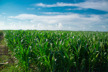 Corn field on a sunny day