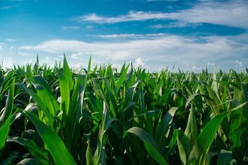 Corn field on a sunny day