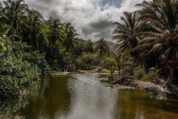 Mit Palmen gesäumter Fluss. Exotisch tropischer karibischer Palmen Wald an einem Flussdelta